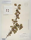 Herbarium sheet image thumbnail