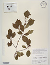 Herbarium sheet image thumbnail