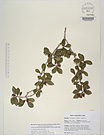 Herbarium sheet image thumbnail