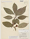 Herbarium sheet image thumbnail