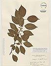Herbarium sheet image thumbnail