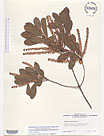 Herbarium sheet image thumbnail
