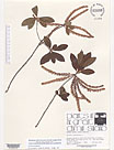 Herbarium sheet image thumbnail