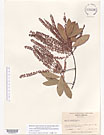 Herbarium sheet image thumbnail