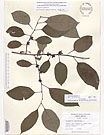 Herbarium sheet image thumbnail