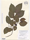 Herbarium sheet image thumbnail