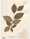 Herbarium sheet image thumbnail