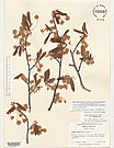 Herbarium sheet image thumbnail