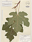 Herbarium sheet image thumbnail