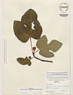 Herbarium sheet image thumbnail