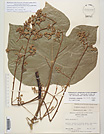 Herbarium sheet image thumbnail