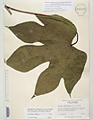 Herbarium sheet image thumbnail