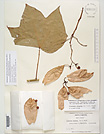 Herbarium sheet image thumbnail