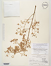 Herbarium sheet image thumbnail