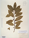 Herbarium sheet image thumbnail