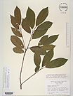 Herbarium sheet image thumbnail