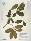 Herbarium sheet image thumbnail