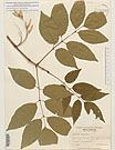 Herbarium sheet image thumbnail