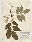 Herbarium sheet image thumbnail