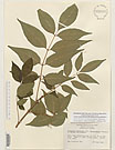 Herbarium sheet image thumbnail