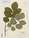 Herbarium sheet image thumbnail