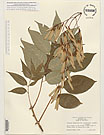 Herbarium sheet image thumbnail