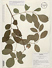 Herbarium sheet image thumbnail