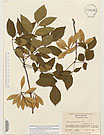 Herbarium sheet image thumbnail