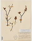 Herbarium sheet image thumbnail