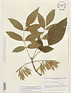 Herbarium sheet image thumbnail