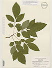 Herbarium sheet image thumbnail