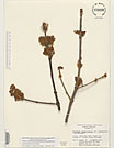 Herbarium sheet image thumbnail