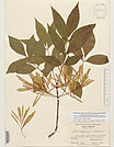 Herbarium sheet image thumbnail