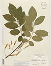 Herbarium sheet image thumbnail
