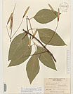 Herbarium sheet image thumbnail