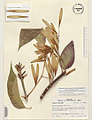 Herbarium sheet image thumbnail