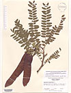 Herbarium sheet image thumbnail