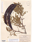 Herbarium sheet image thumbnail