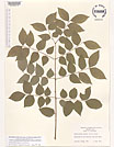 Herbarium sheet image thumbnail