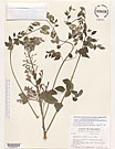 Herbarium sheet image thumbnail
