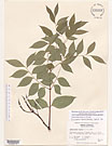 Herbarium sheet image thumbnail