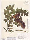 Herbarium sheet image thumbnail