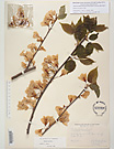 Herbarium sheet image thumbnail