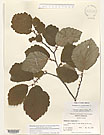 Herbarium sheet image thumbnail