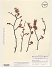 Herbarium sheet image thumbnail