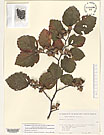 Herbarium sheet image thumbnail