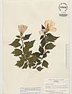 Herbarium sheet image thumbnail