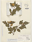 Herbarium sheet image thumbnail