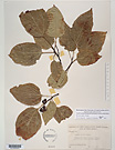 Herbarium sheet image thumbnail
