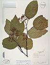 Herbarium sheet image thumbnail
